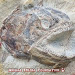 The Magnificent Jurassic fish fossil discovered in an agricultural field: it seems to jump from the rock