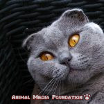 What Health Benefits Do Scottish Fold Cats Have?