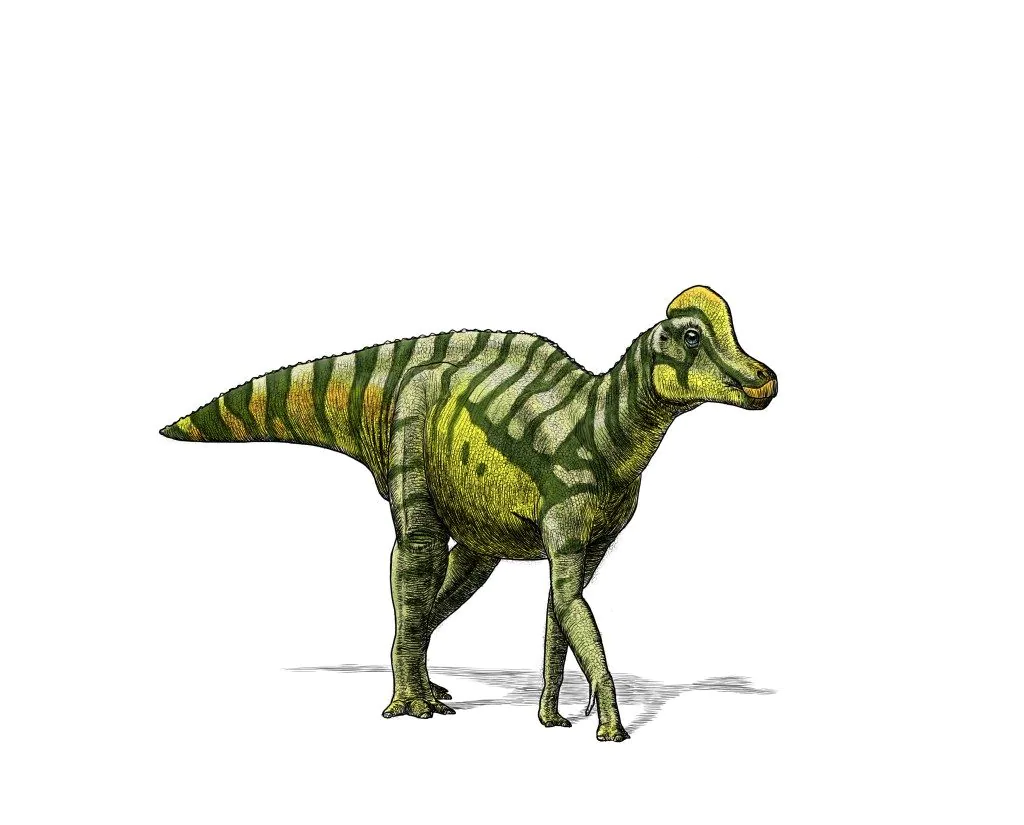 Illustration of a hadrosaur. Credit: Julius Csotonyi, Royal Tyrrell Museum of Paleontology.