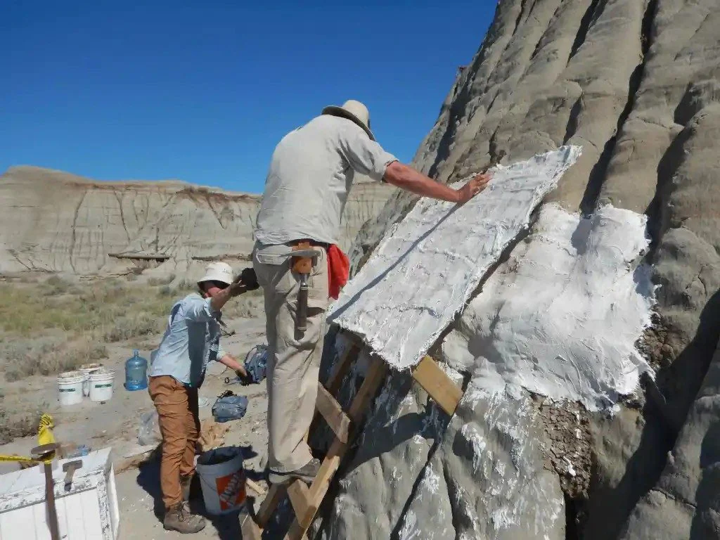 Work to extract the fossil. Credit: Royal Tyrrell Museum of Paleontology.