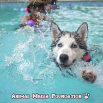 What are the benefits of hydrotherapy for dogs?
