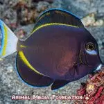 What is the natural habitat of an Achilles tang?