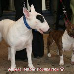 What are Goblin Miniature Bull Terriers?