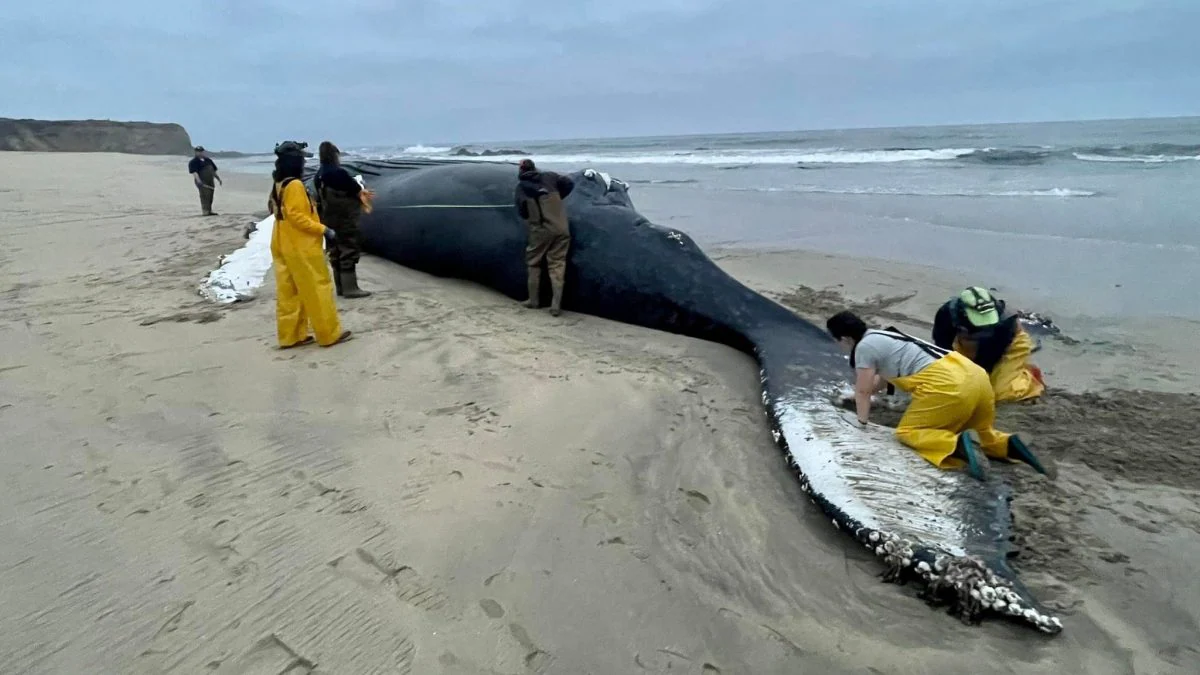 Farewell to Fran, mother humpback whale killed by a ship: she was loved by thousands of people