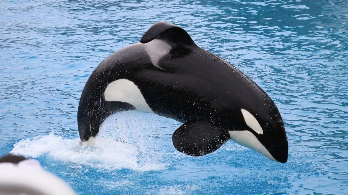 Goodbye to the orca Kohana,