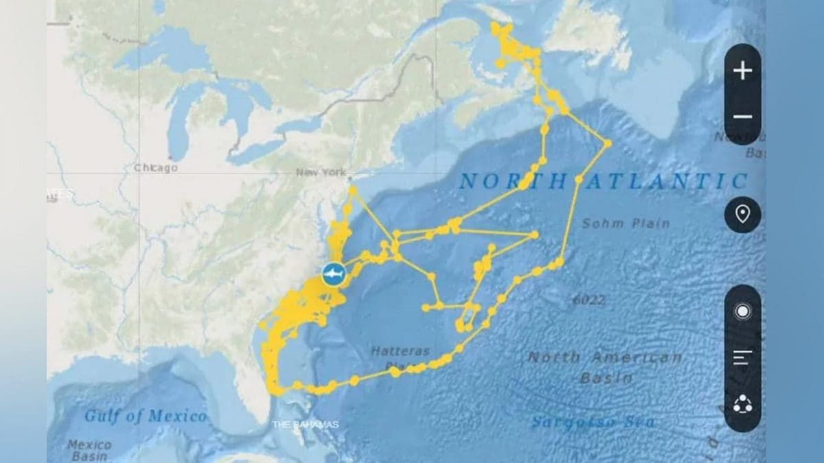 Joker white shark draws a self-portrait in the ocean with his GPS marker