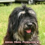 Is the Portuguese sheepdog a popular breed of dog?