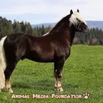 What does the Black Forest Horse look like?