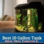 What are the best 10-gallon fish tanks?
