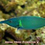 How does the bird wrasse reproduce?