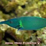 How does the bird wrasse reproduce?