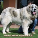 What does the Pyrenean Mastiff look like?
