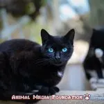 Is the black cat blue-eyed?