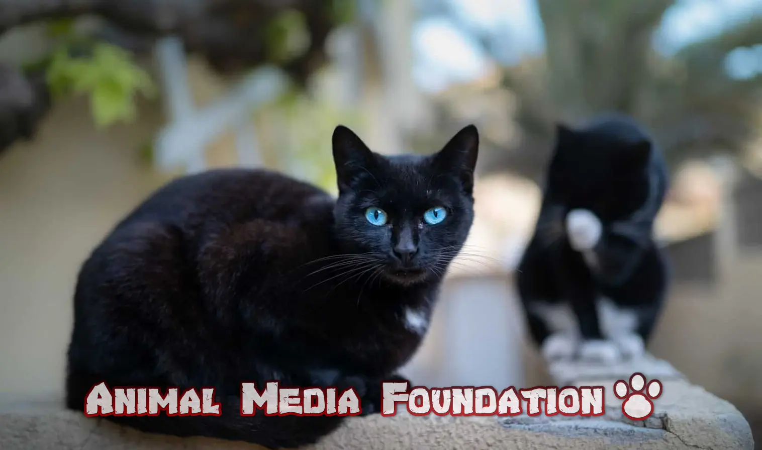 black cat blue-eyed