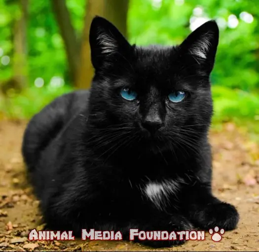black cat blue-eyed