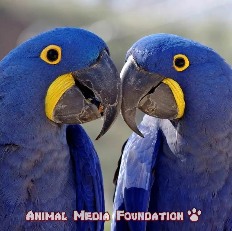 blue exotic birds