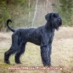 What does a salt and pepper giant schnauzer look like?