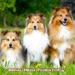 What is the difference between a sheltie and a collie?