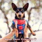 Is the Spider Man dog costume comfortable to wear?