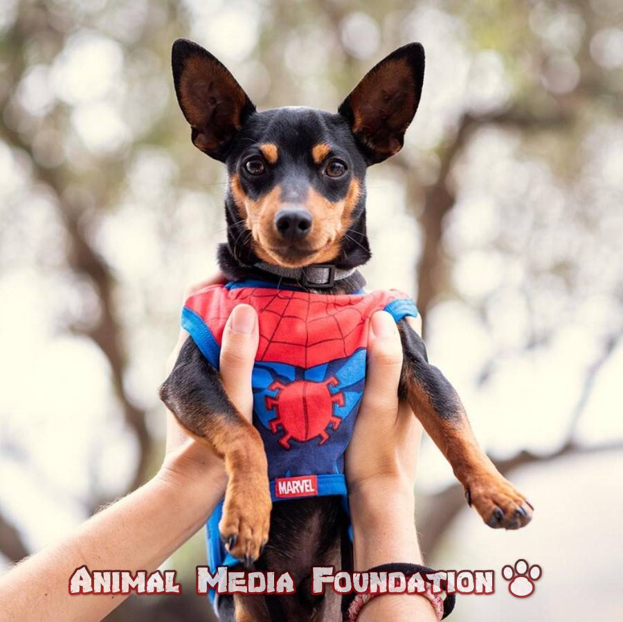spider man dog costume
