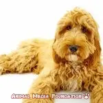 How do Springer Spaniels and Goldendoodles compare?