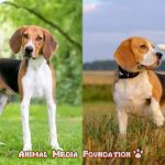 What are the characteristics of a foxhound beagle mix?