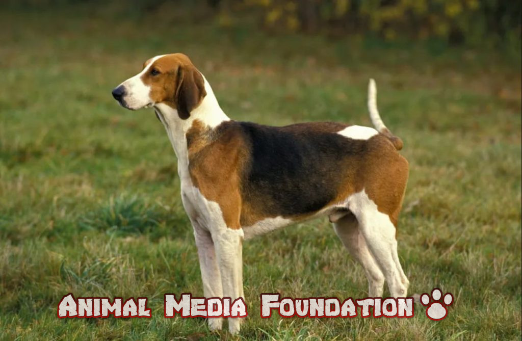 foxhound beagle mix