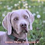 What are the Weimaraner colors?