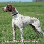 What is the average lifespan of a French pointer?