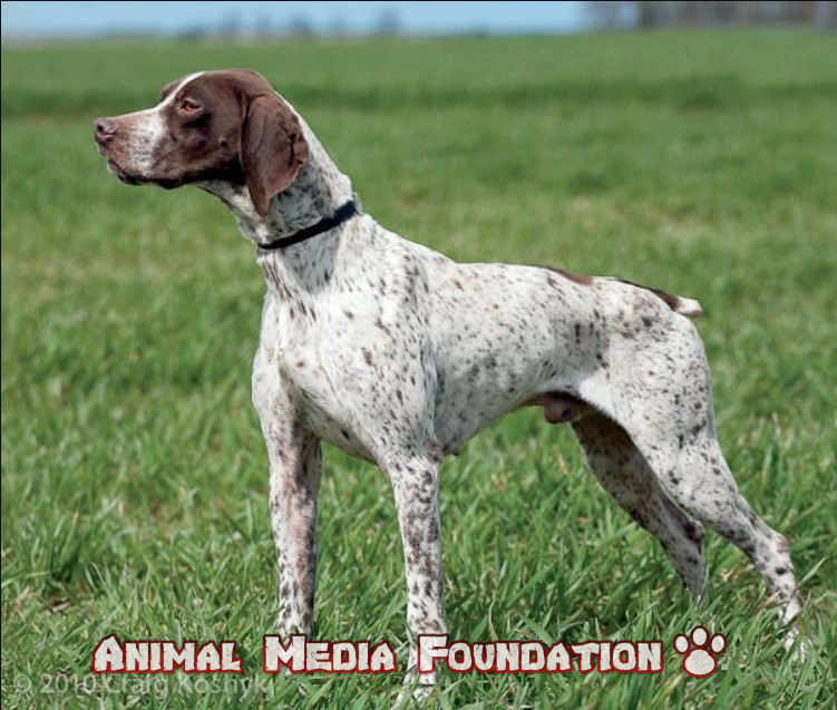 French pointer