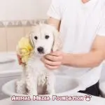 When can you give a puppy a bath?