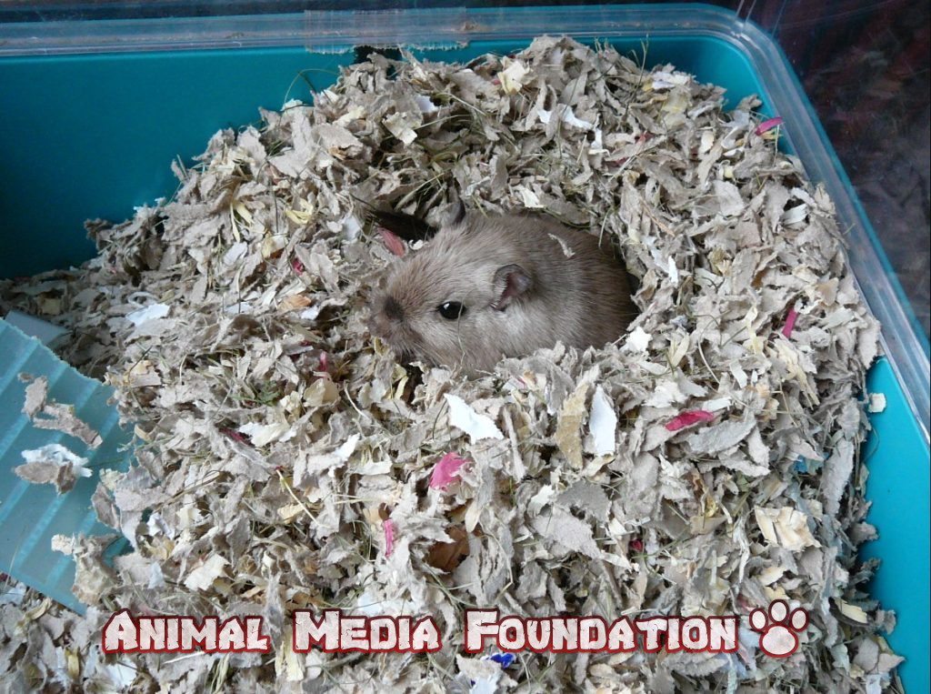 Gail's rats nest