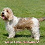 What is the history of the Grand Basset Griffon Vendéen?