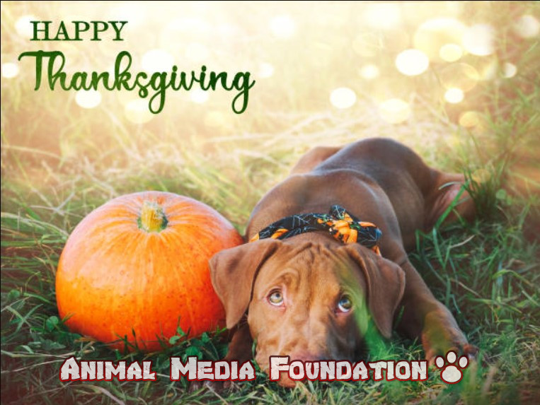 Thanksgiving tips for dog owners