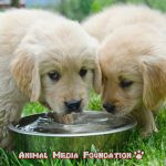 How much water should a puppy drink?