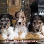 How much does each wire fox terrier puppy cost?