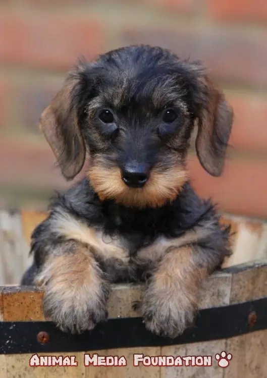 wire-haired dachshund puppy