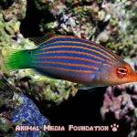 What does the six-line wrasse look like?