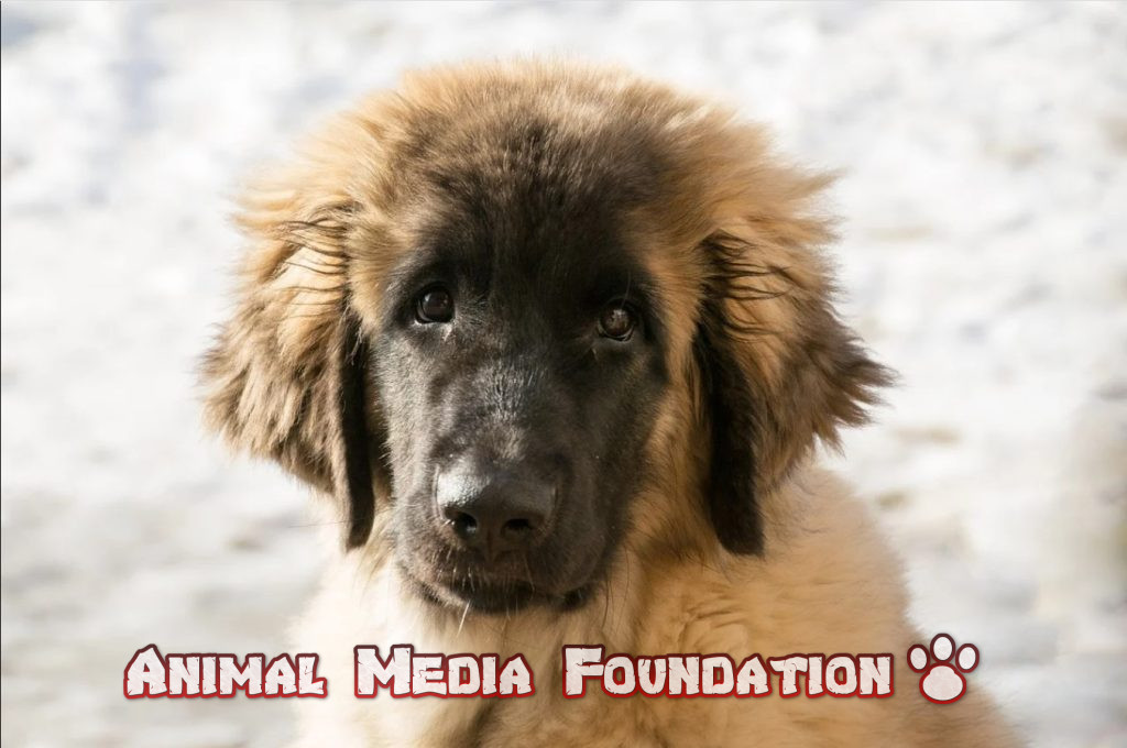 Leonberger puppies for sale