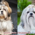 Which is better, a Lhasa Apso or a Shih Tzu?