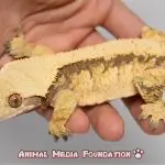 Do adult crested geckos grow to a certain size?