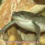 African clawed frog bloat