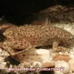 What is the cause of the African dwarf frog dropsy?