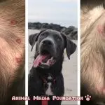 What are the symptoms of an ant bite on a dog?