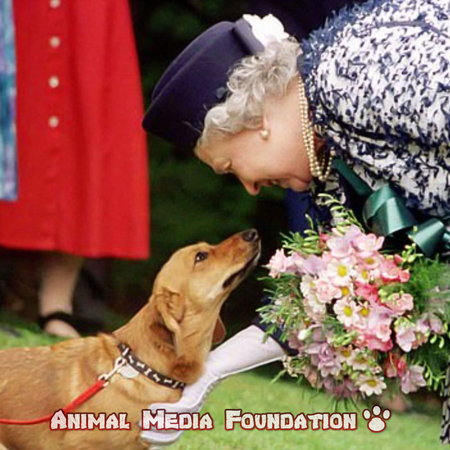 Queen Elizabeth was not an animal lover