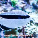 What is the bandit angelfish hunted by?