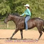 What is the definition of bareback riding?