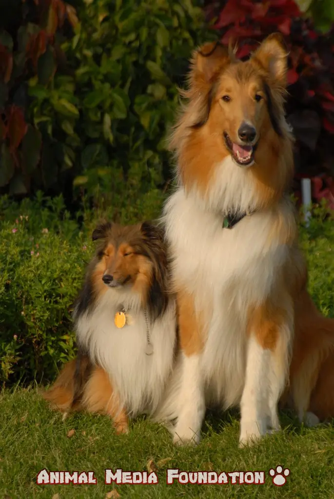 sheltie and a collie