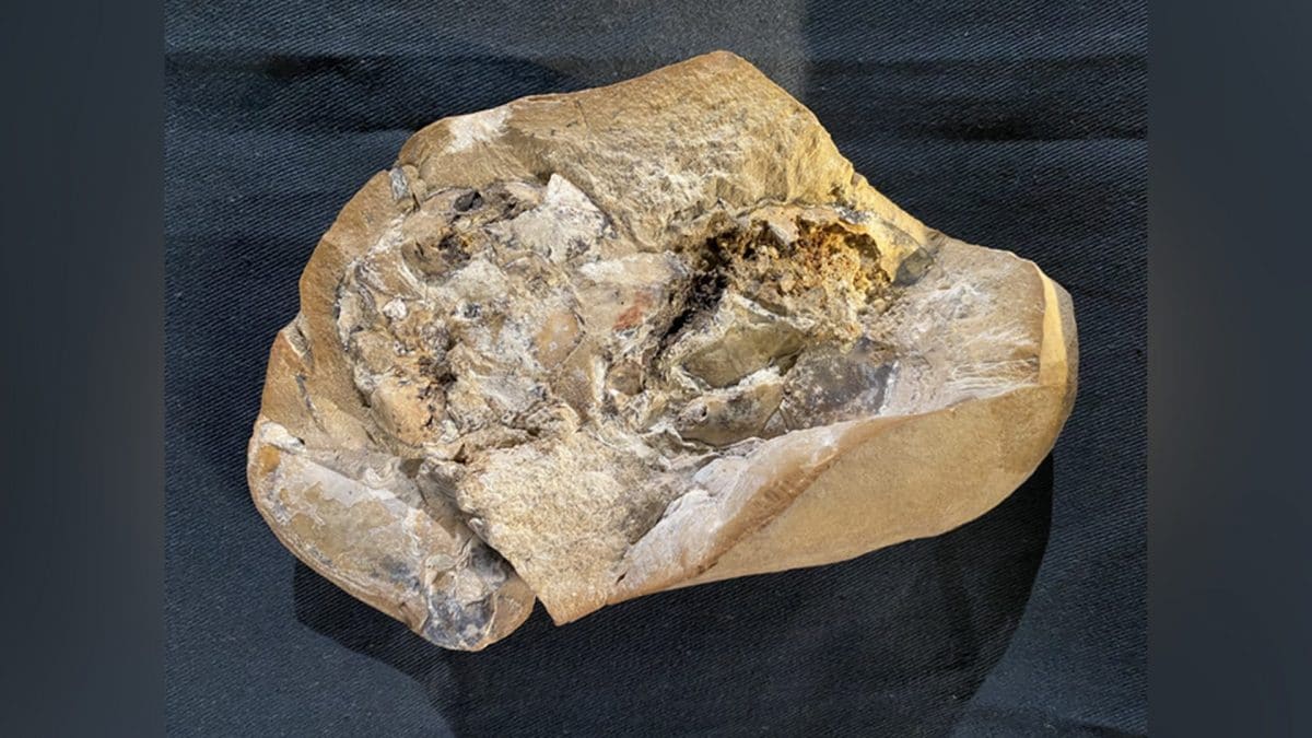 The oldest heart ever discovered in a 380-million-year-old fossil: it has an atrium and a ventricle