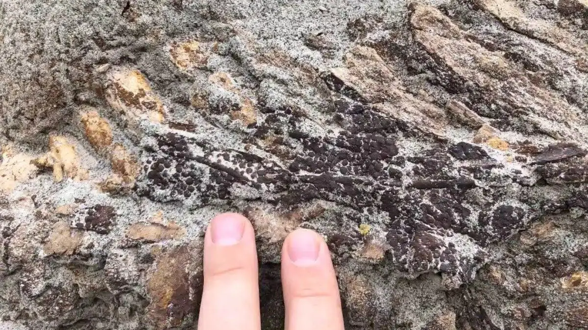 skin and tail of a dinosaur emerge from the rock